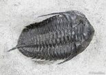 Multiple Mucronaspis Trilobite Plate - Wow! #2604-4